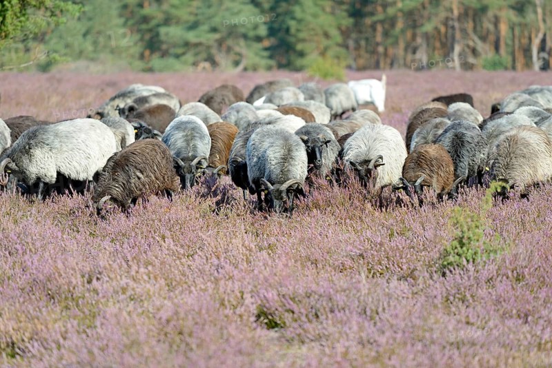 Heidschnucken (Ovis aries), herd in the blooming heathland, Südheide Nature Park, Lüneburg Heath, Lower Saxony, Germany