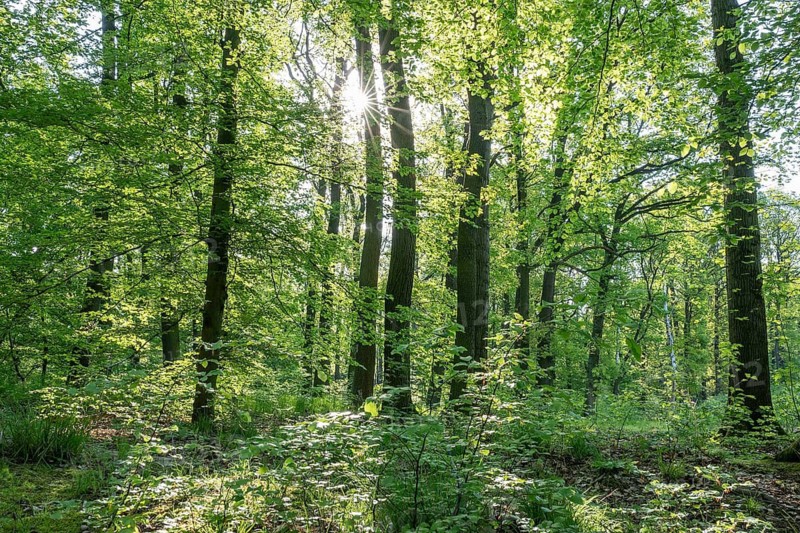 Mixed deciduous forest in spring backlit with sun star, Thuringia, Germany