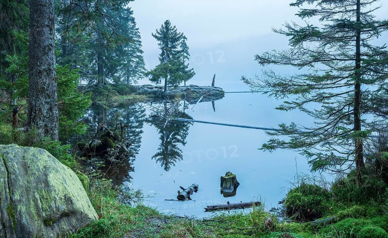 Großer Arbersee in the fog, Bavarian Forest, Lower Bavaria, Bavaria, Germany