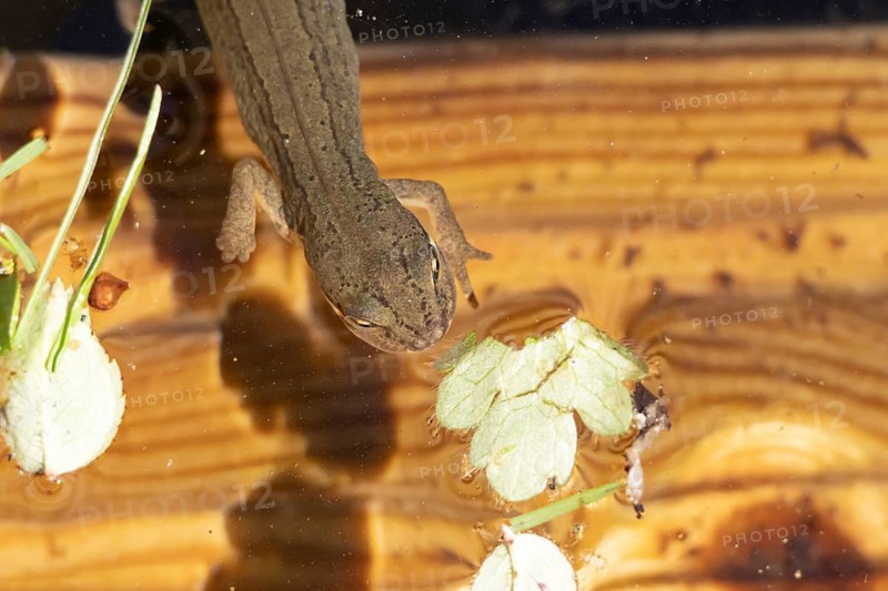 Smooth or Common newt (Lissotriton vulgaris) adult amphibian in a pond, England, United Kingdom