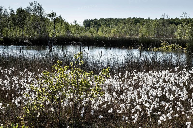 Common cottongrass (Eriophorum angustifolium) in the moor, Emsland, Lower Saxony, Germany