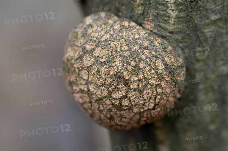 Lump, growth on a bog birch (Betula pubescens), detail, macro, close up, filigree structure, shallow depth of field, Germany
