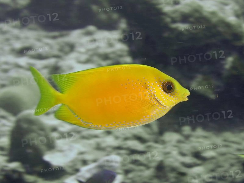 Bright yellow fish, Indian coral rabbitfish (Siganus corallinus), swimming in a clear sea, dive site Close Encounters, Permuteran, Bali, Indonesia