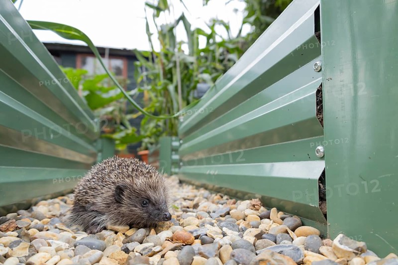 European hedgehog (Erinaceus europaeus) adult animal on an urban garden shingle path between two vegetable raised beds in summer, Suffolk, England, United Kingdom