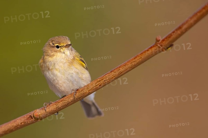 Chiffchaff, Willow Warbler, Chiffchaff, Common Chiffchaff, Chiff-chaff, (Phylloscopus collybita), (Phylloscopus collybitus), NSG Wagbachniederung, Waghäusl, Baden-Württemberg, Germany