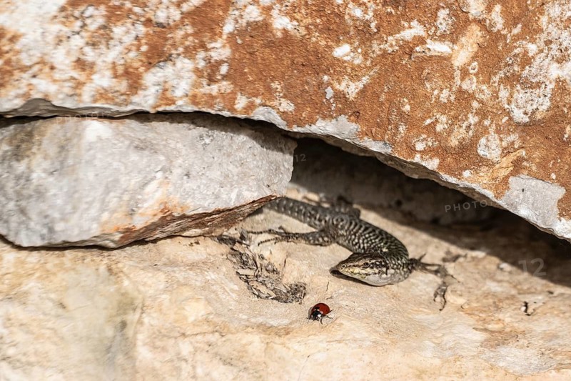 Sicilian wall lizard (Podarcis waglerianus), Sicily, Italy