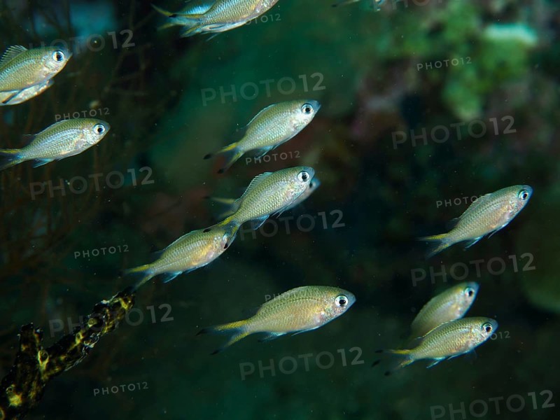 Small school of Chromis cyanea (Chromis viridis), dive site Spice Reef, Penyapangan, Bali, Indonesia
