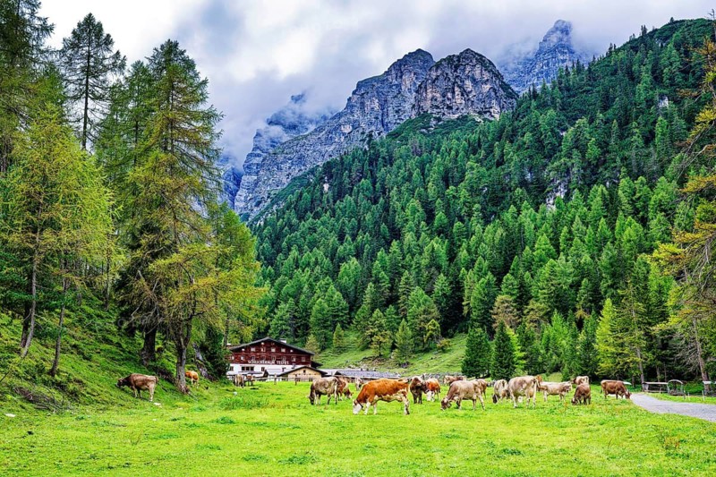Alpine landscape with cows, Stubai Alps near Telfes and Fulpmes, high mountains of the Alps, weather mood, cloud mood, Tyrol, Austria