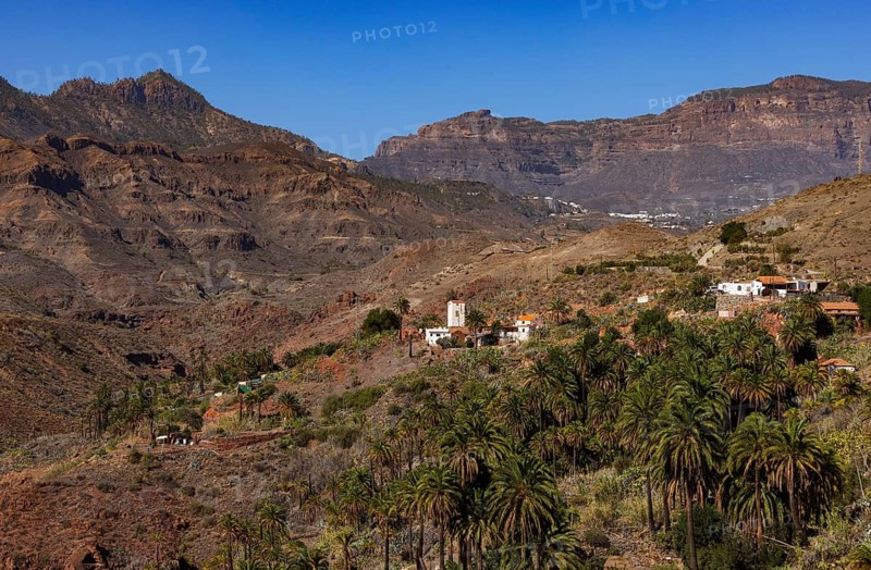 Palm grove near La Sorrueda and Barranco de Tirajana ravine, Santa Lucía de Tirajana, Gran Canaria, Canary Islands, Spain