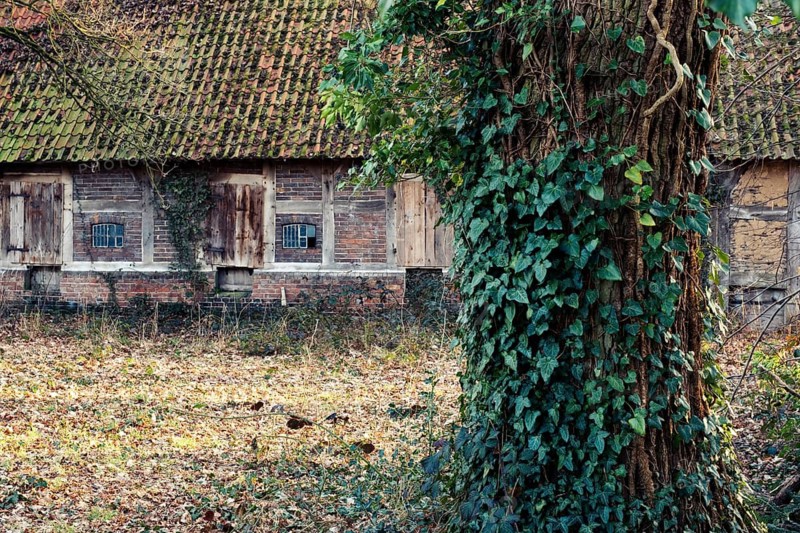 View of an abandoned farm with a farm in front of it in the evening light, Otersen, Kirchlinteln, Verden, Aller Leine Valley, Lower Saxony, Germany