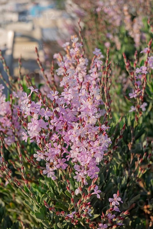 Shrub beach lilac (Limoniastrum monopetalum), Paros, Cyclades, Greece