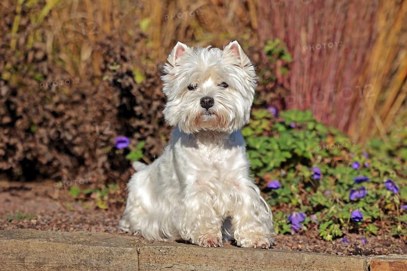 West Highland White Terrier, White Highland Terrier, Westie