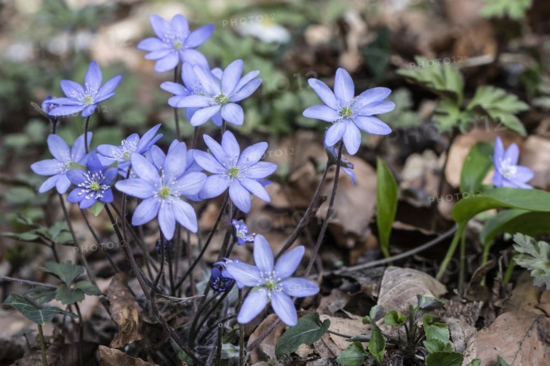 Liverwort (Hepatica nobilis), North Rhine-Westphalia, Germany