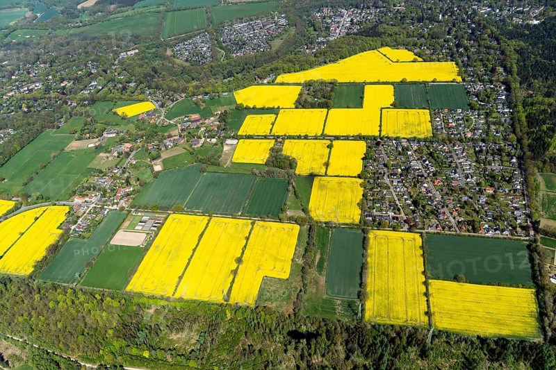 Aerial view, rape, agriculture, field, Wohltorf, Schleswig-Holstein, Germany