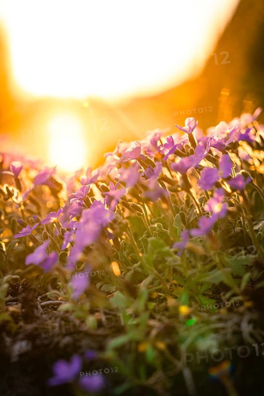 Purple flowers bloom in a meadow at sunset, there is a warm and peaceful atmosphere, Gechingen, district of Calw, Black Forest, Germany