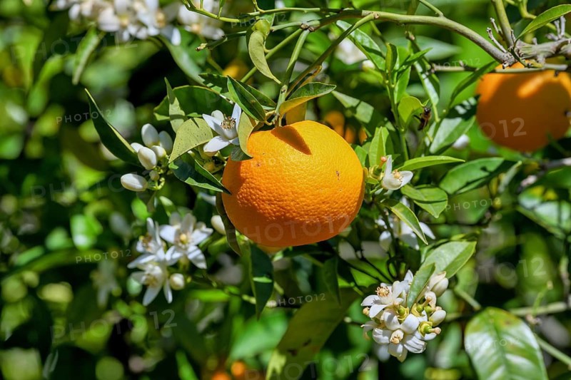 Orange (Citrus sinensis) blossom, close-up of blossoms and ripe fruit, near Bolulla, Costa Blanca, Spain