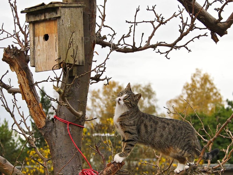 Domestic Cat (Felis catus) sneaking up bird nest box, Brandenburg, Germany