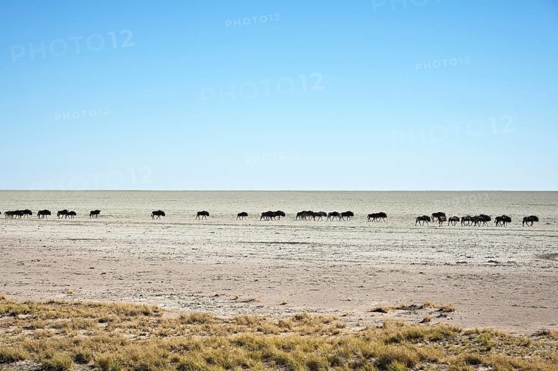 Herd of blue wildebeest (Connochaetes taurinus), walking across the Etosha salt pan, Etosha National Park, Namibia