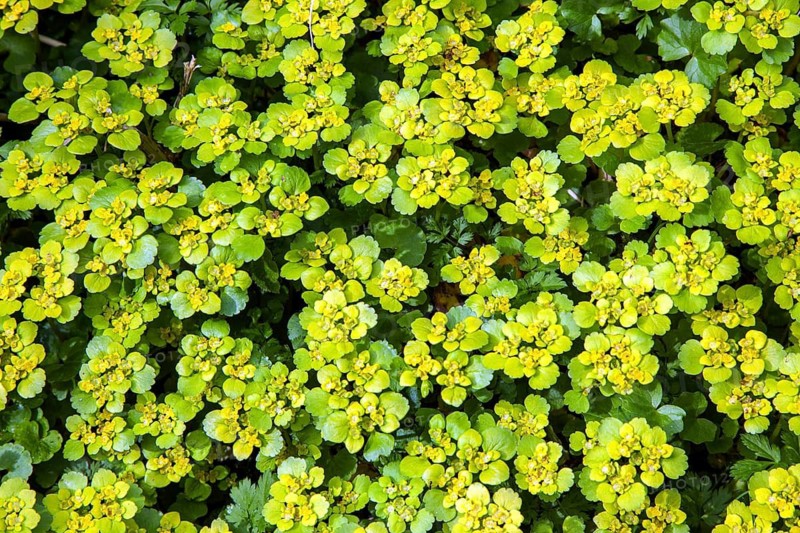Alternate-leaved golden saxifrage (Chrysosplenium alternifolium), also known as golden spleenwort, alternate-leaved spleenwort or scabious flower, flowering, Oberallgäu, Allgäu, Bavaria, Germany
