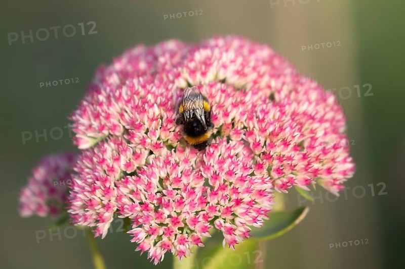 Buff tailed bumblebee (Bombus terrestris) adult bee feeding on a Sedum flower in an urban garden in summer, England, United Kingdom