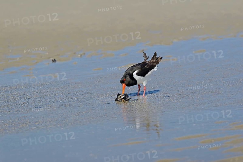 Oystercatcher (Haematopus ostralegus) with preyed mussels (Mytilidae), North Sea, Norderney, East Frisian Islands, Lower Saxony, Germany