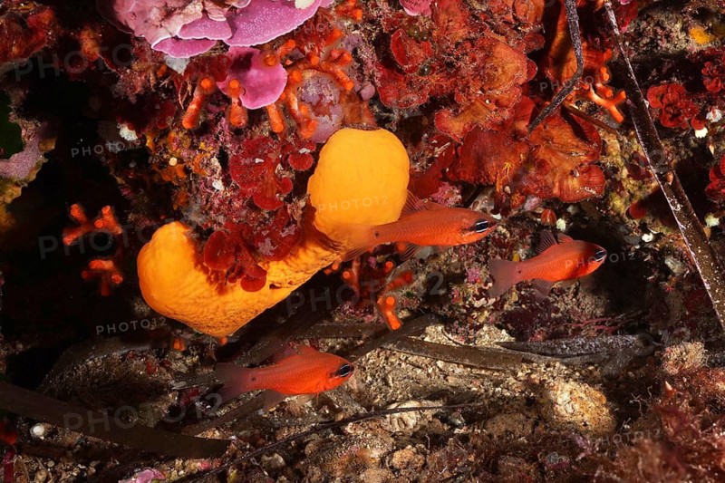 Agelas oroides (Agelas oroides) and mullet king (Apogon imberbis) in a living reef, dive site L'anse aux blés, Giens peninsula, Provence Alpes Côte d'Azur, France