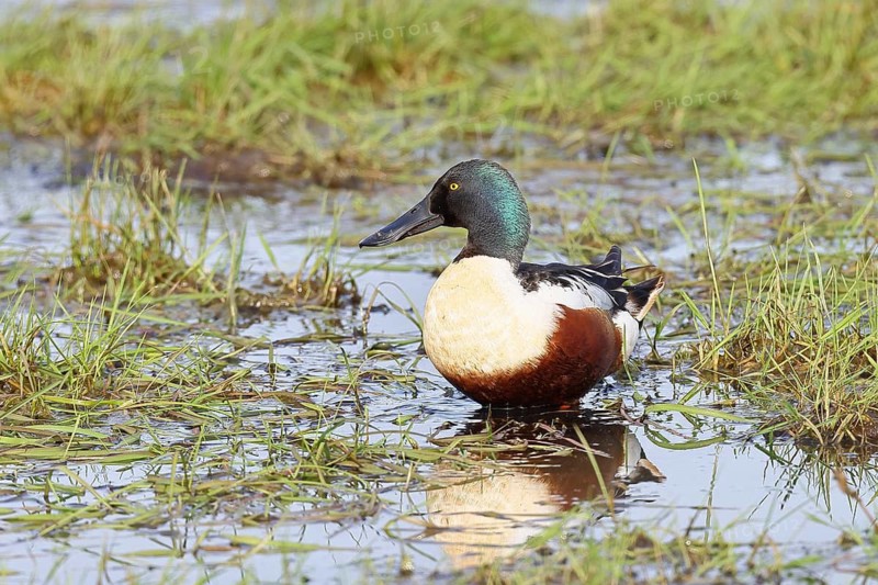 Shoveler (Anas clypeata), drake, on a wet meadow, Ochsenmoor, Dümmer, Lemförde, Lower Saxony, Germany