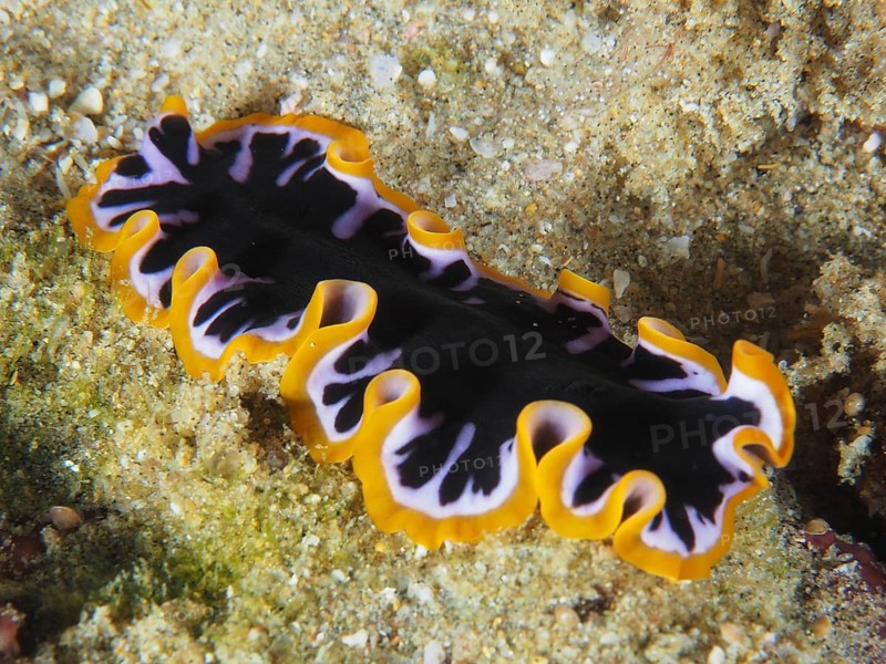 Colourful flat flatworm species, yellow-black whirlpool worm (Pseudoceros), on the sandy seabed, dive site Sodwana Bay National Park, Maputaland Marine Reserve, KwaZulu Natal, South Africa