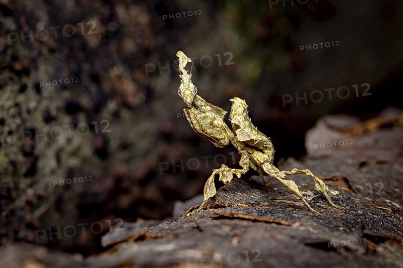 The praying mantis imitates brown leaves on tree bark, ghost mantis (Phyllocrania paradoxa)
