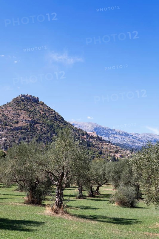 Byzantine ruined city of Mystras or Mistra on the Taygetos Mountains, UNESCO World Heritage Site, in front an olive grove, Laconia, Peloponnese, Greece