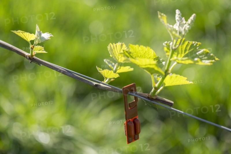 Pest control in the vineyard, young leaves of a grapevine in spring, pheromone ampoule for attracting the bark beetle, viticulture, budding, shoots, vines, Baden-Württemberg, Germany