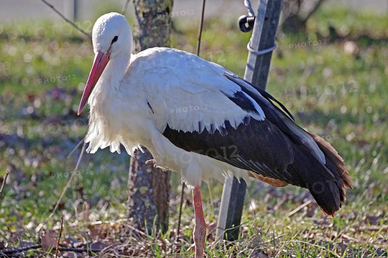 One-legged stork balancing in a meadow, Hitzacker, Wendland, Lower Saxony, Germany