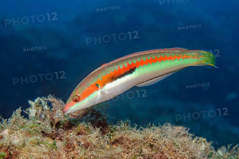 Male specimen of sea squill (Coris julis) from the wrasse family (Labridae), Mediterranean Sea