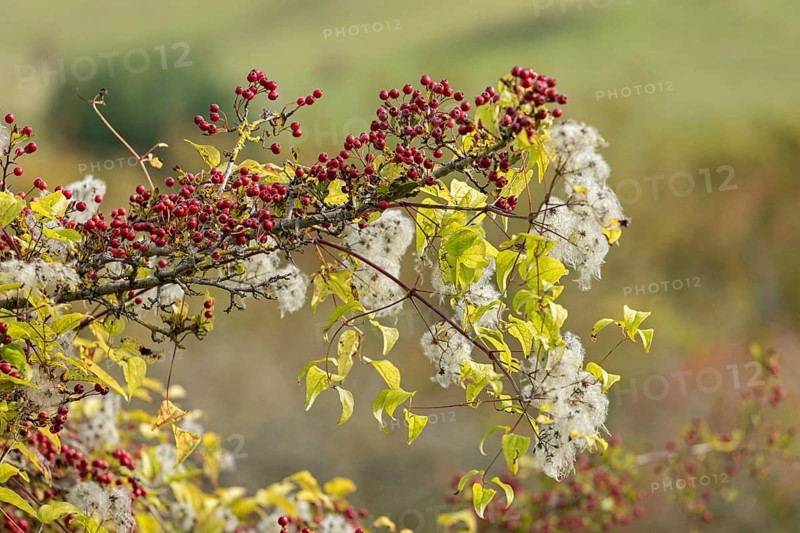 Fallopia baldschuanica, hawthorn (Crataegus), Upper Beeding, South Downs, West Sussex, England, Great Britain