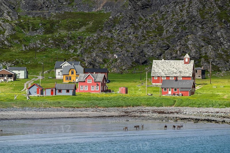 Reindeer on the beach in the village of Hamningberg, Varanger Peninsula, Finnmark