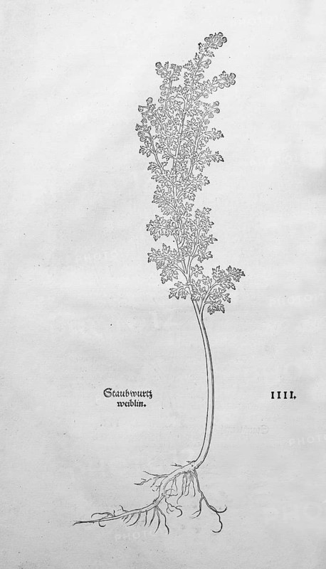 Artemisia pontica, Roman wormwood (Artemisia pontica), woodcut by Leonhart Fuchs, from New Kreüterbuch, neues Kräuterbuch, Michael Isingrin, Basel, Switzerland, 1543