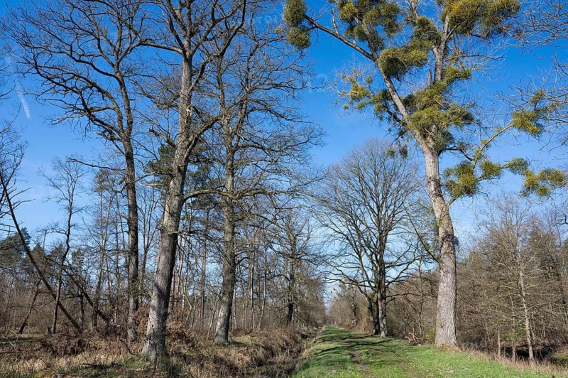 English oak (Quercus robur) and poplar (Populus) with mistletoe (Viscum album), blue sky, Barnbruch Forest nature reserve, Lower Saxony, Germany