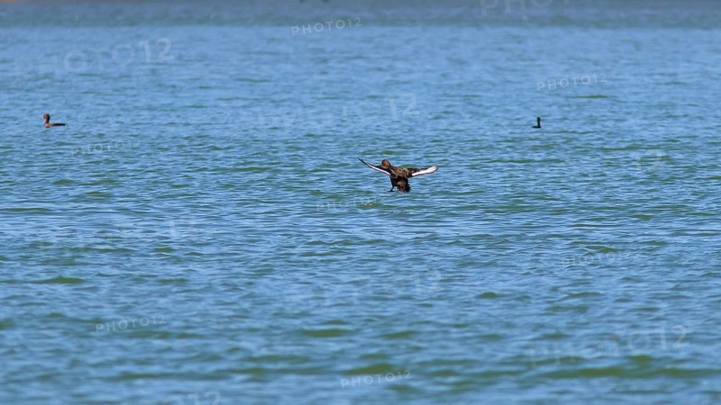 Common scoter (Melanitta nigra), A bird in the distance spreads its wings over the lake, Gadoura, Gadouras Reservoir, Rhodes, Dodecanese, Greek Islands, Greece
