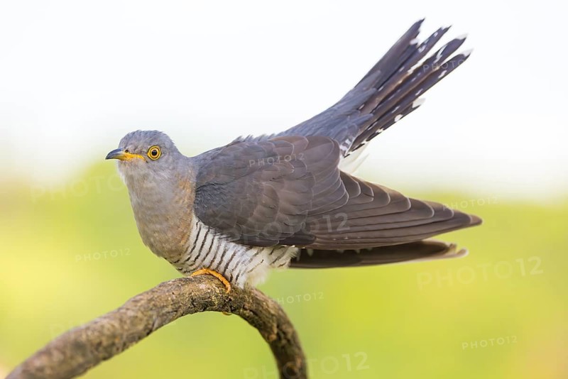 Common cuckoo (Cuculus canorus), Coucou gris, Cuco Europeo, Cuco Común, Ast, branch, Ormoz area, Ormoz, Podravska, Slovenia