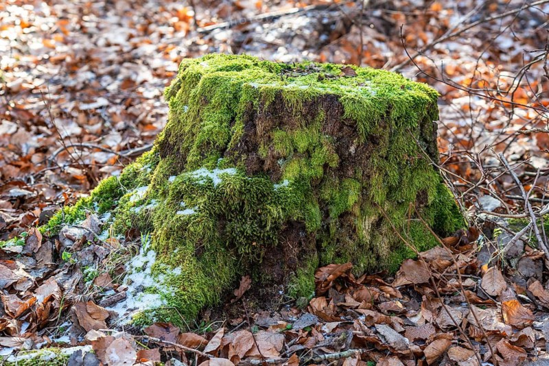 Tree stump with green moss among brown beech leaves in Snogeholm, Sjöbo municipality, Skåne county, Sweden, Scandinavia