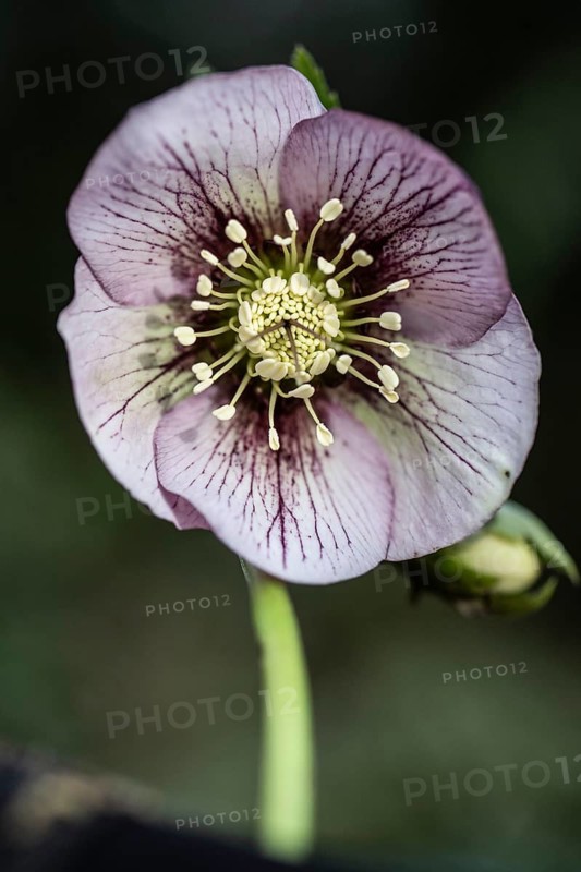 Lenzrose (Helleborus orientalis hybrid), Emsland, Lower Saxony, Germany