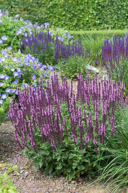 Steppe sage (Salvia nemorosa 'Rose Queen'), Schloss Dyck, Germany