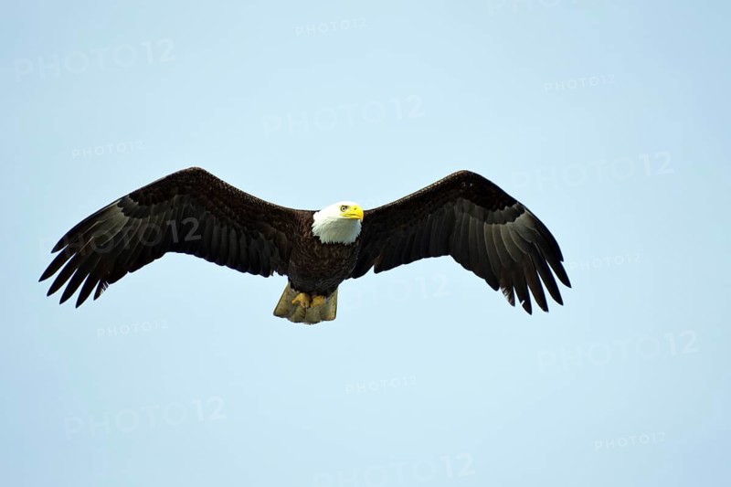 A flying eagle with spread wings in front of a blue sky, National Park, Khutzeymateen Grizzly Bear Sanctuary, Prince Rupert, British Columbia, Canada, North America