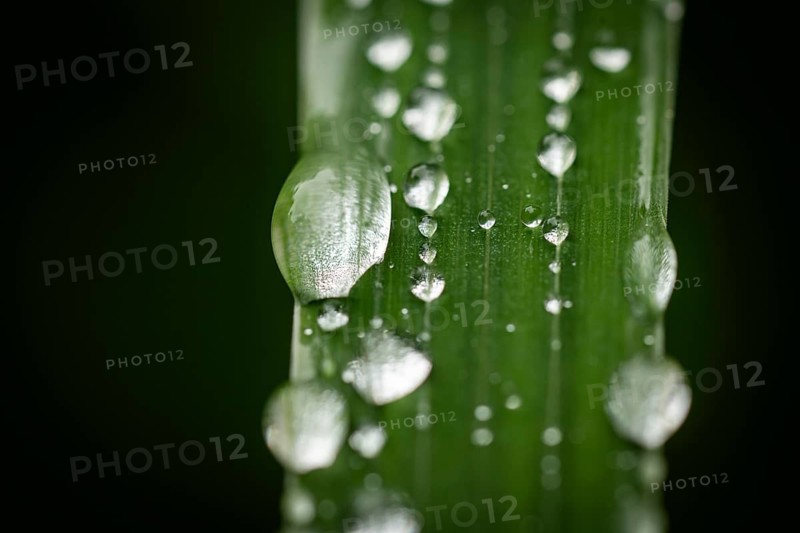 Blade of grass with water droplets, Inverewe Gardens, Osgood Mackenzie, Poolewe, Loch Ewe, Highlands, Highlands, Scotland, Great Britain