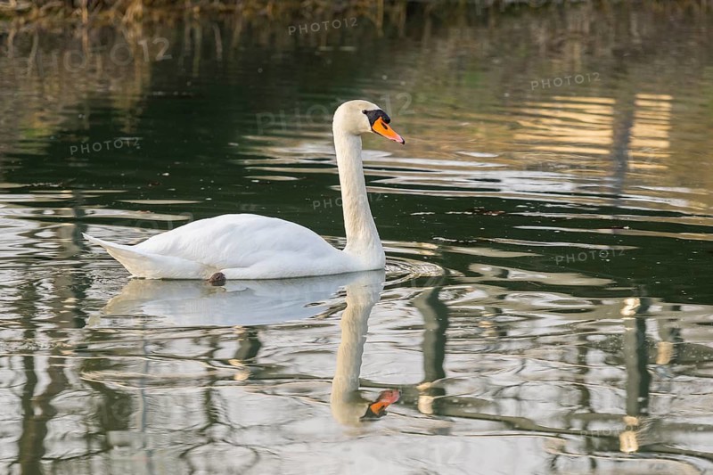 Mute swan (Cygnus olor) swimming on a river, Bavaria, Germany
