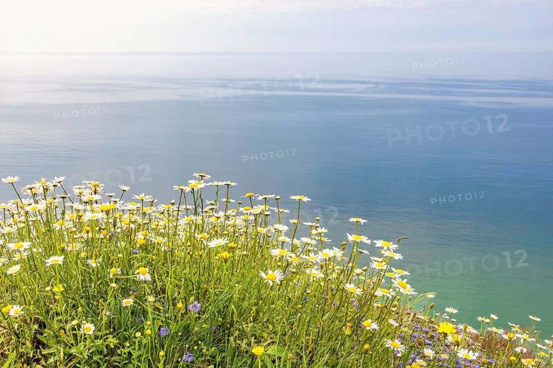 Flowering wildflowers on a meadow at a scenics sea view a beautiful summer day by the sea, Crozon peninsula, Bretagne, France