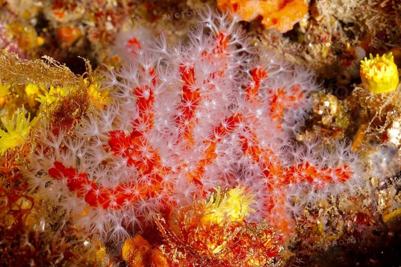 Red and white coral (Corallium rubrum) surrounded by colourful underwater life. Dive site Marine reserve Cap de Creus, Rosas, Costa Brava, Spain, Mediterranean Sea