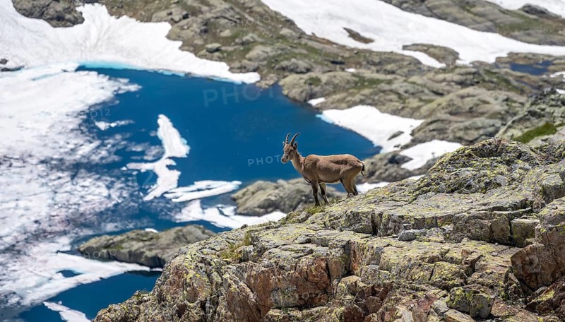 Alpine ibex (Capra ibex), on a rock, behind Lac Cornu, Aiguille Rouges, Chamonix, France