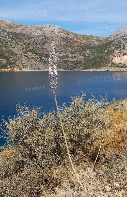 Maritime squill (Urginea maritima) at the Laconian Gulf near Porto Kagio, Mani, Laconia, Peloponnese, Greece