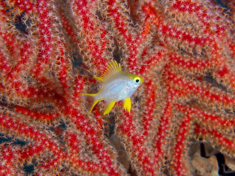 A small yellow fish, Golden damselfish (Amblyglyphidodon aureus) juvenile, swimming among red corals, lively underwater environment, dive site Sweet Reef, Penyapangan, Bali, Indonesia